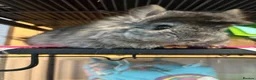Chinchilla rodents for sale: Two chinchillas in need of loving home  in Forest Row - Advert 5