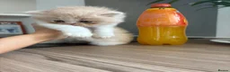 Persian cats for sale: Beautiful Persian kittens - Advert 6