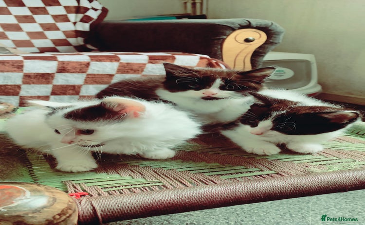 Mixed Breed cats - Advert 1