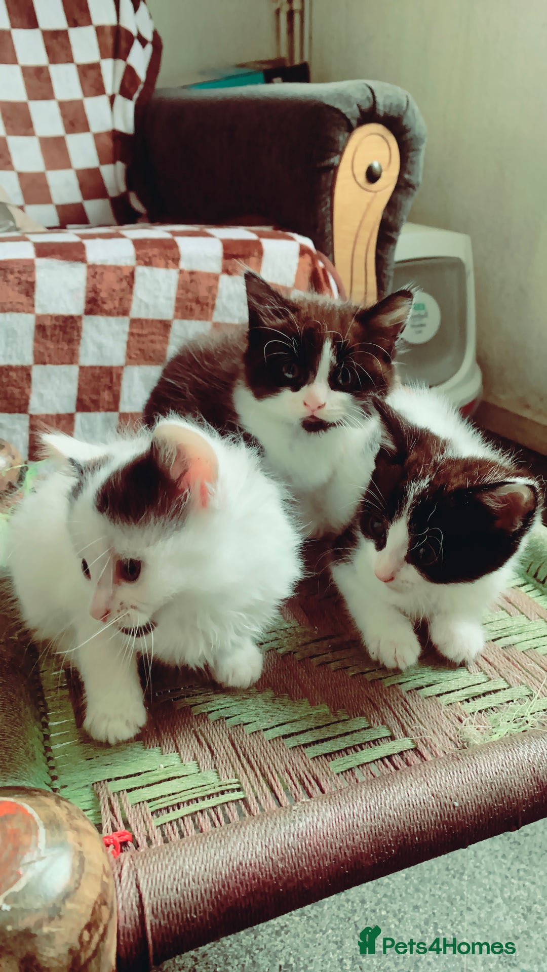 Mixed Breed cats for sale: Lovely kitten Are looking for Loving home - Image 1