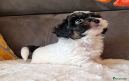 Shihpoo dogs for sale: Adorable little Shihpoo's, sold fully vaccinated - Image 37