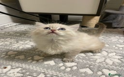 Siberian cats for sale: Tica registered kittens - Image 5