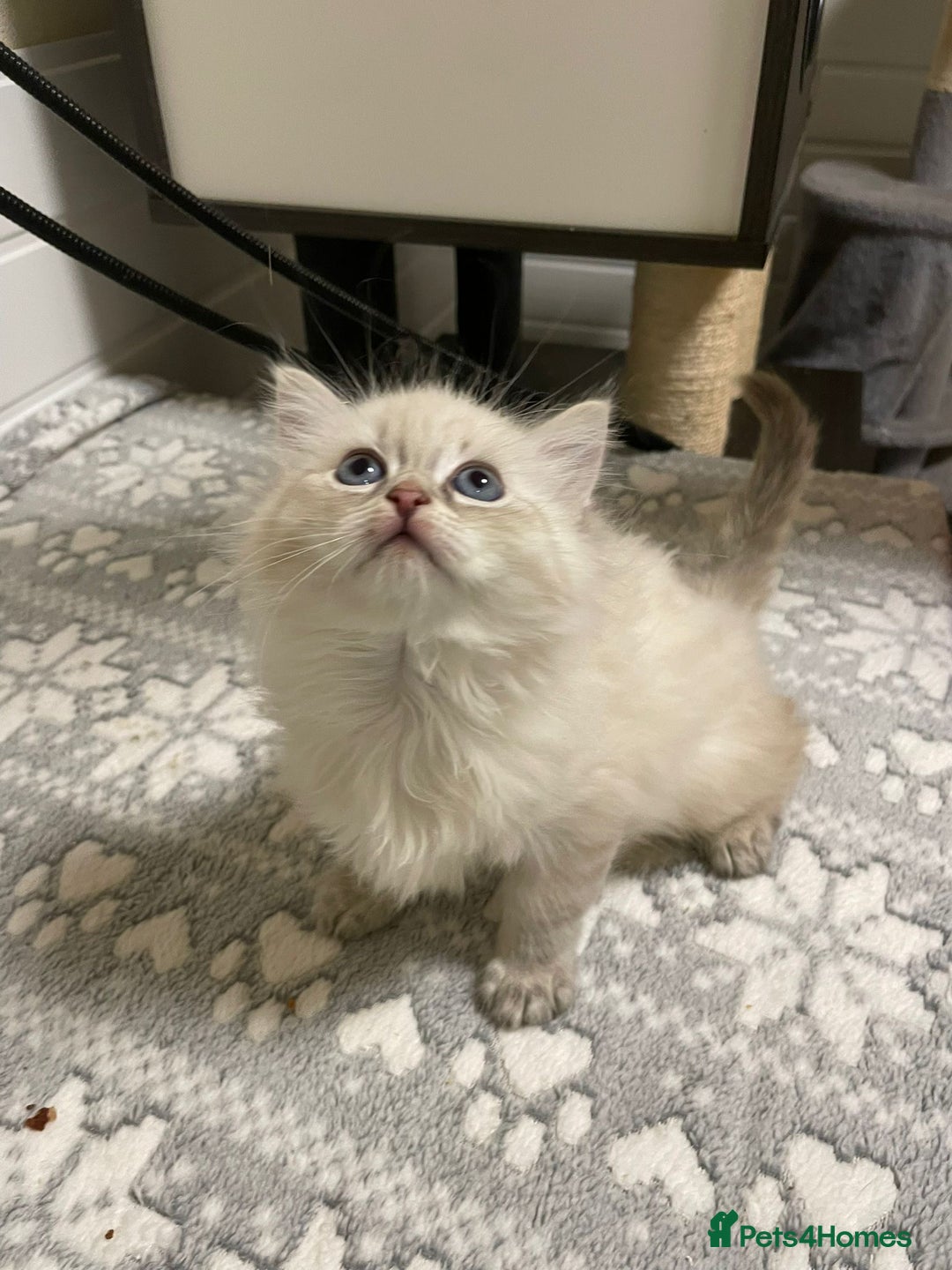 Siberian cats for sale: Tica registered kittens - Image 5