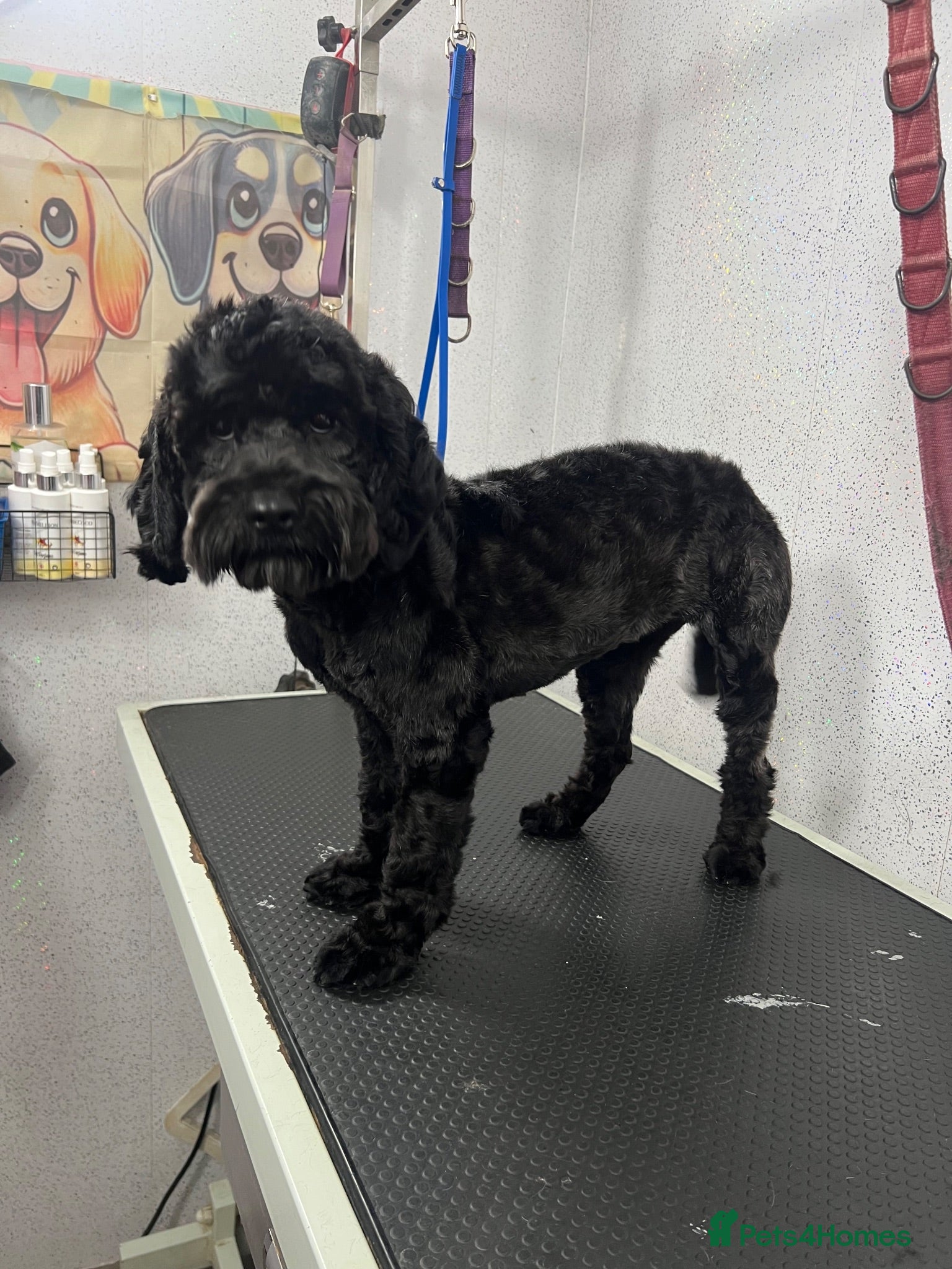 Cockapoo dogs Cockapoo for rehoming  - Advert 5
