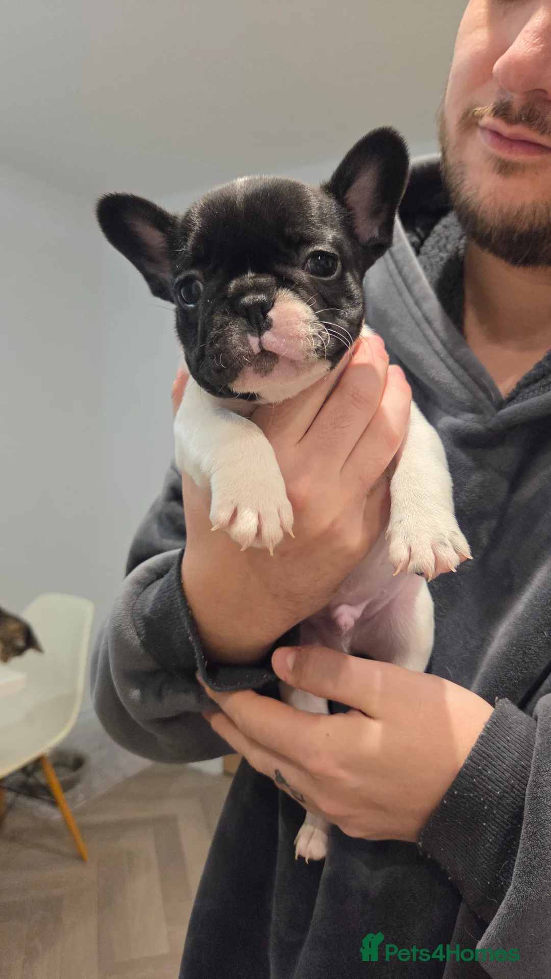 French Bulldog dogs for sale: French bulldog puppies 4 puppies still available  - Advert 3
