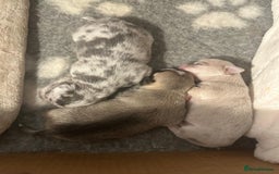 Chihuahua dogs for sale: 4 Stunning Male Apple Head Chihuahua Puppies - Image 8