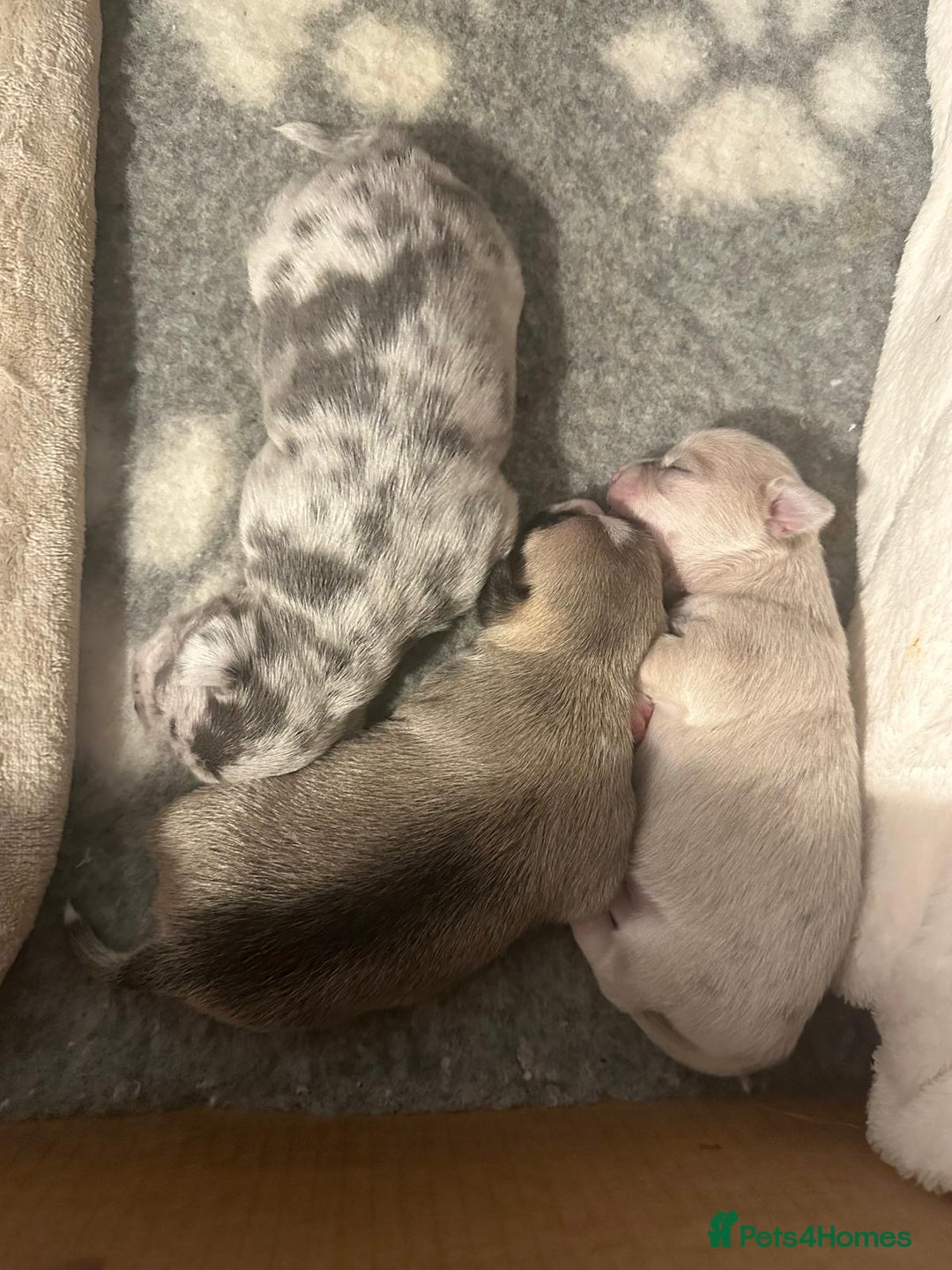 Chihuahua dogs for sale: 4 Stunning Male Apple Head Chihuahua Puppies - Image 8