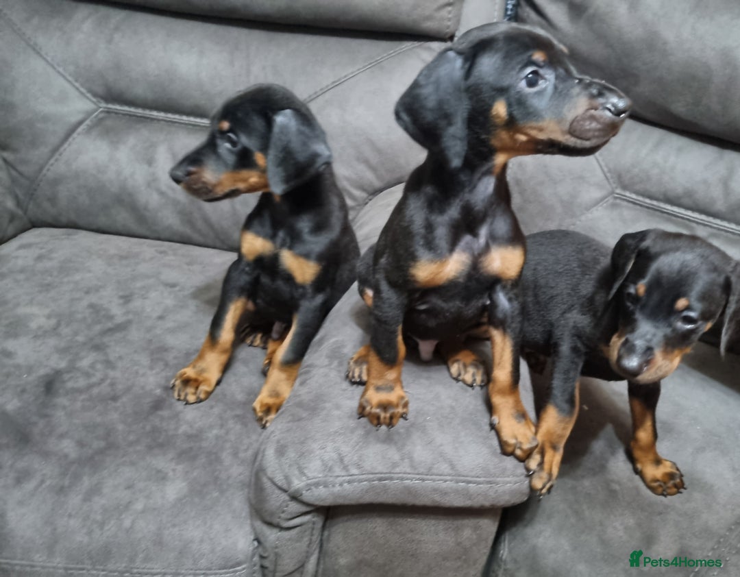 Dobermann dogs for sale: Doberman puppies - Advert 4
