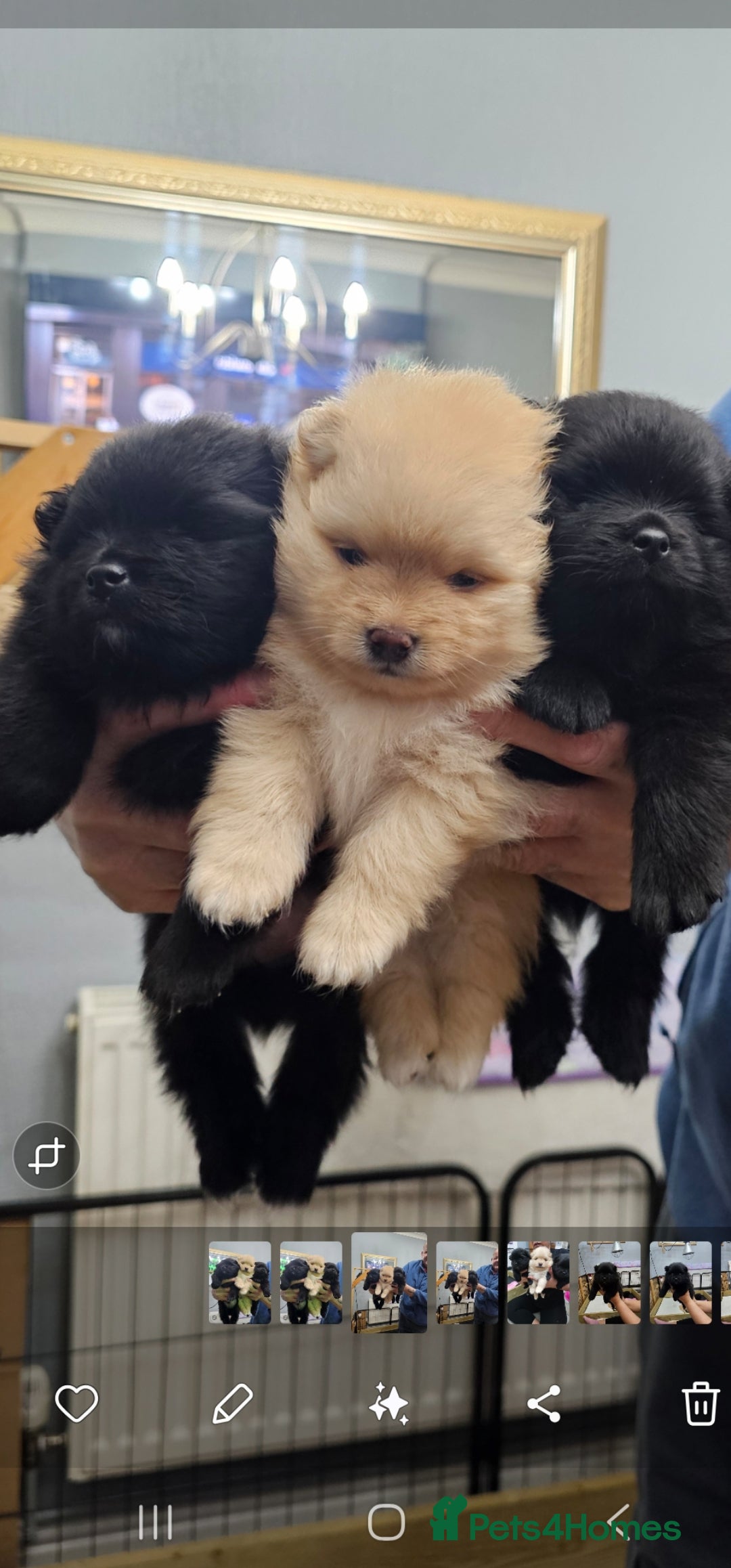 Pomeranian dogs 3 KC HANDSOME POMERANIAN BOYS - Advert 5