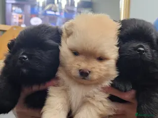 Pomeranian dogs 3 KC HANDSOME POMERANIAN BOYS - Advert 5