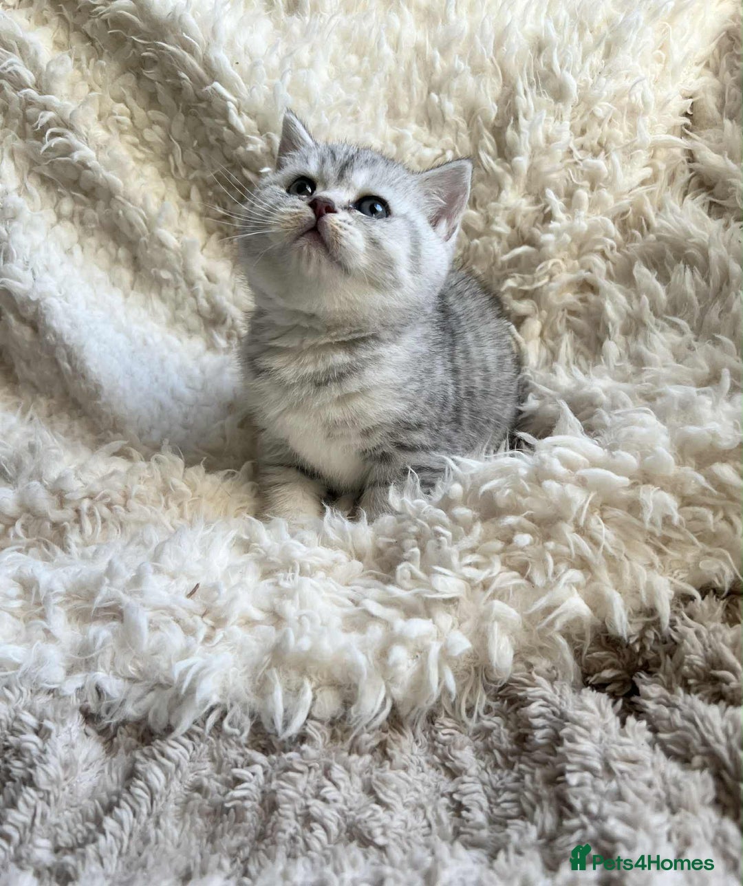 British Shorthair cats for sale: British shorthair kittens for sale  - Advert 8
