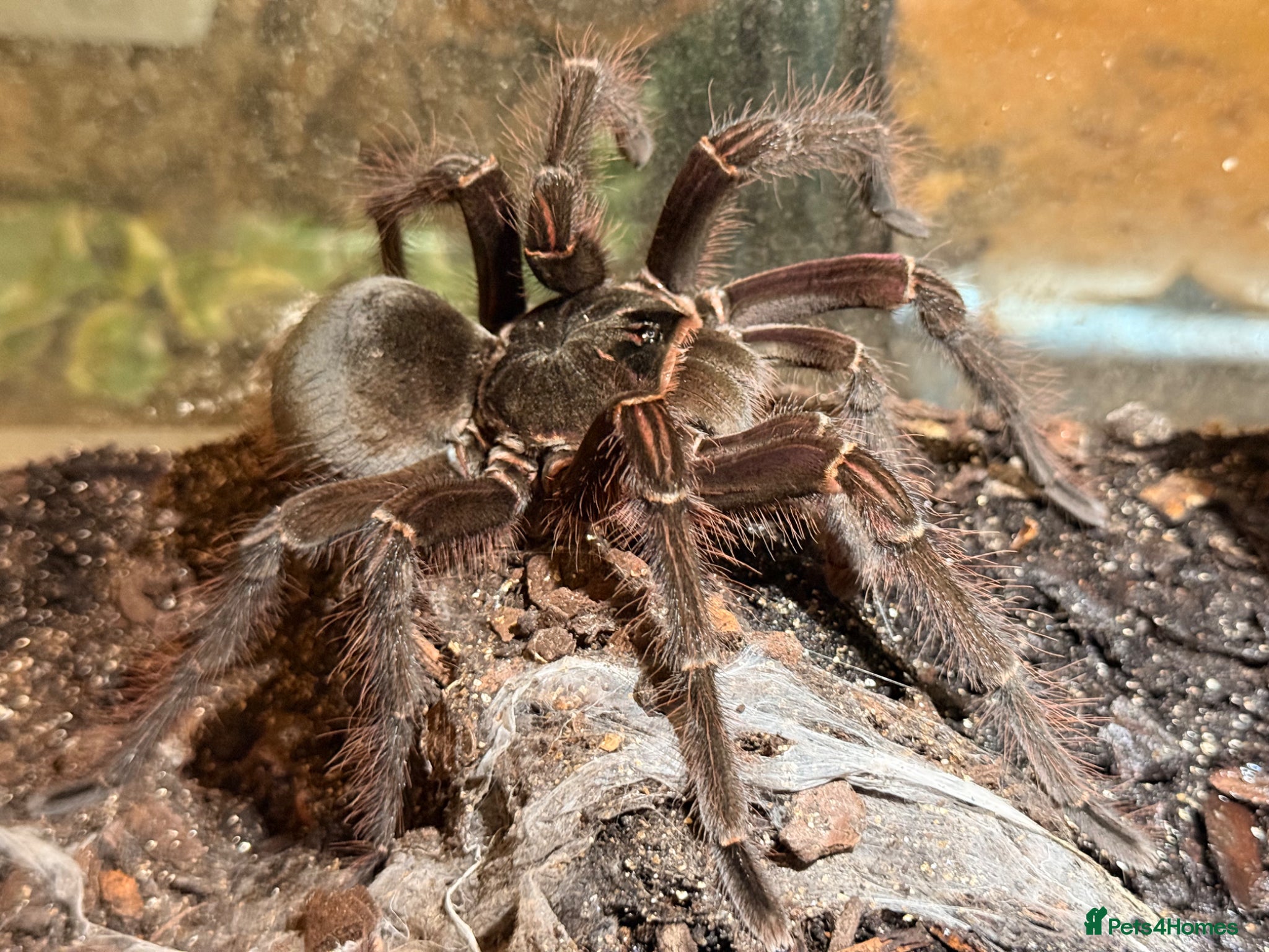 Tarantulas invertebrates Sub- adult Goliath Bird Eating Tarantula - Advert 4