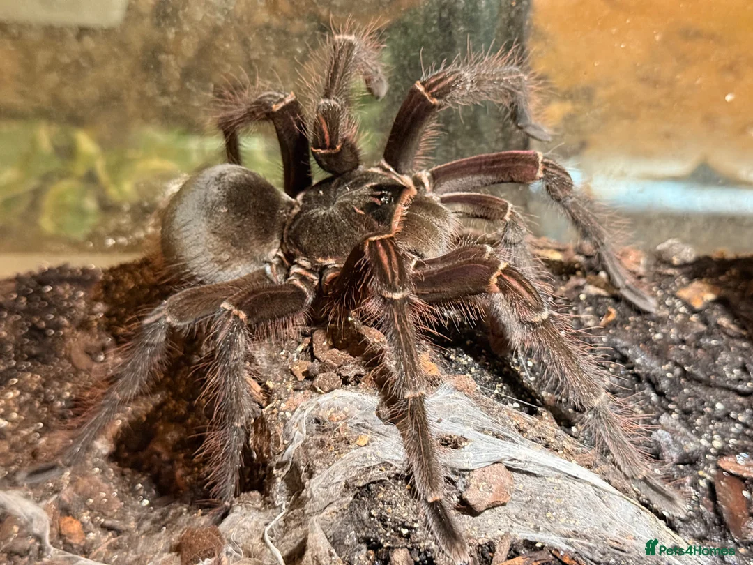 Tarantulas invertebrates for sale: Sub- adult Goliath Bird Eating Tarantula - Advert 1