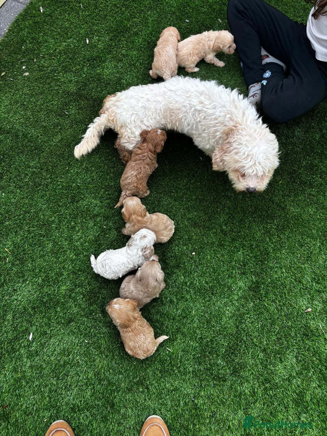 Cavachon dogs for sale: 🐶Outstanding cavachon puppies 🐶  - Advert 2