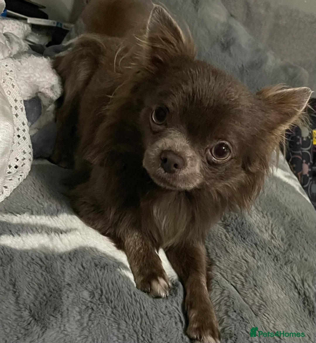 Chihuahua dogs for stud: kc lilac long haired chihuahua for Stud in South Shields - Advert 7