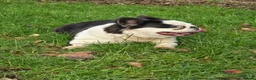 French Bulldog dogs for sale: Fluffy panda french bulldog - Advert 8