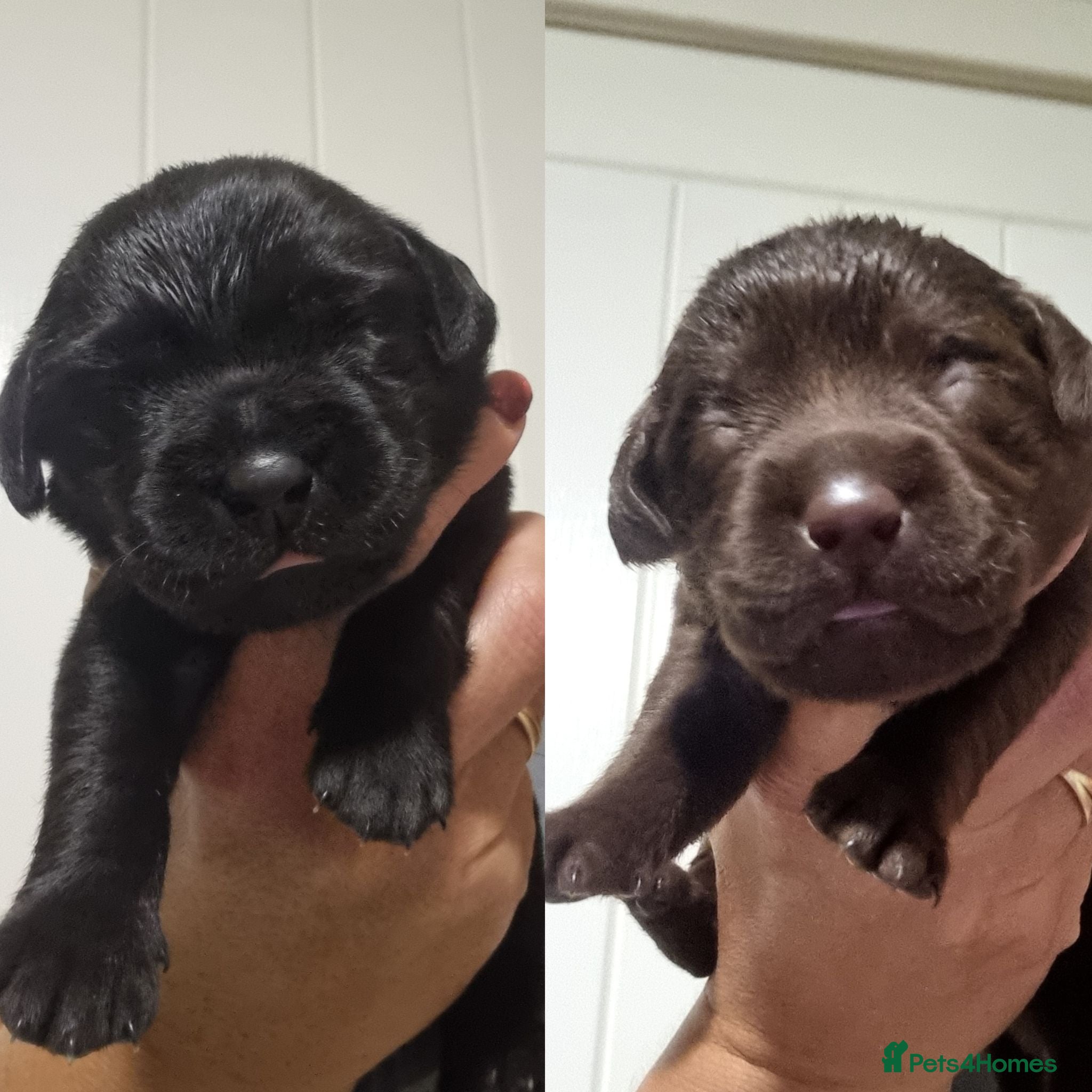 Labrador Retriever dogs  BEAUTIFUL PUPPIES FROM FULLY HEALTHTESTED PARENTS - Advert 5