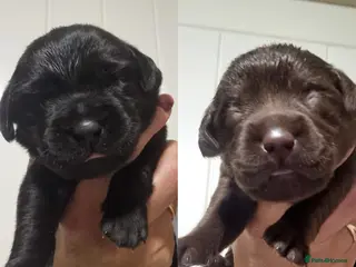 Labrador Retriever dogs BEAUTIFUL PUPPIES FROM FULLY HEALTHTESTED PARENTS - Advert 5