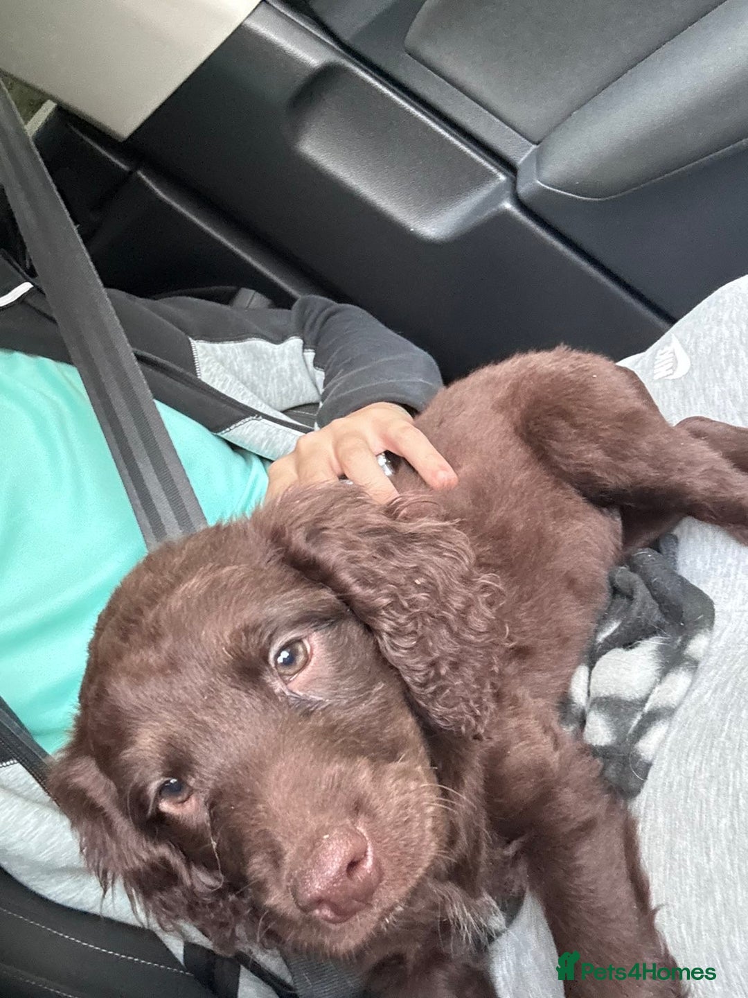 Mixed Breed dogs for sale: Rehome Sproodle 14 weeks please read - Advert 6