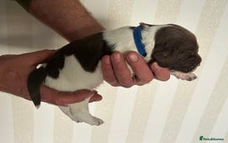 English Springer Spaniel dogs for sale: Gorgeous English Springer Spaniel Puppies - Advert 9