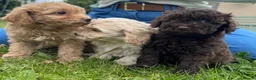 Cavapoo dogs for sale: F2 cavapoo boys  - Advert 10