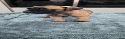 Cane Corso dogs for sale: Cane Corso Puppies - Advert 17