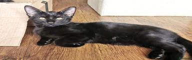 Onyx