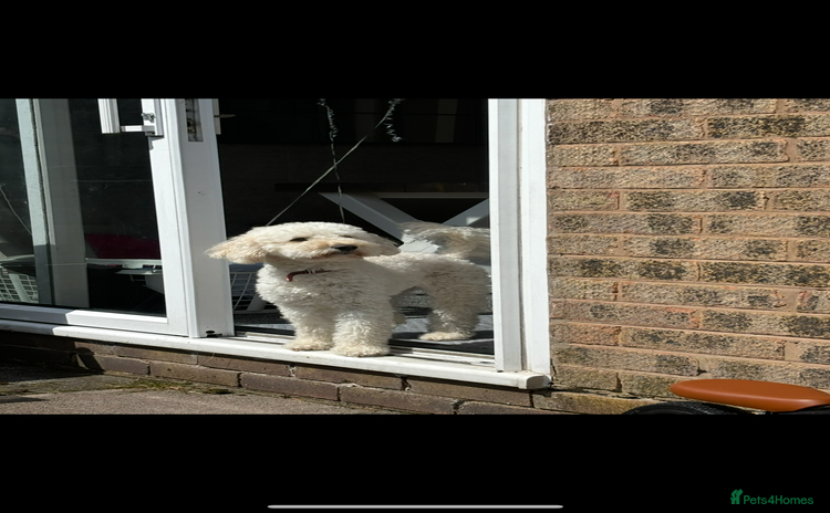 Mixed Breed dogs - Advert 3