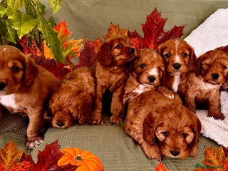 Mixed Breed dogs - Advert 1