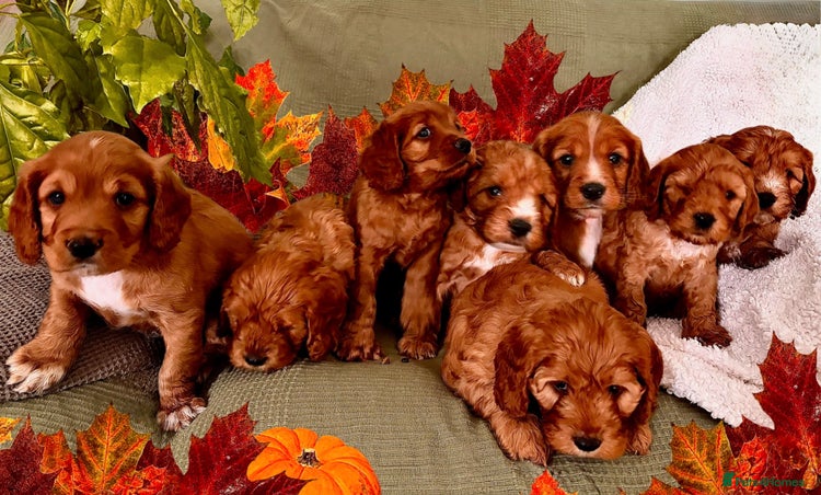 Mixed Breed dogs - Advert 1