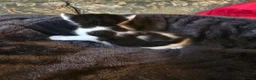 Mixed Breed cats for sale: Maine coon cross - Advert 10