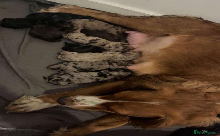 Cockapoo dogs 8 beautiful F1 cockerpoos. 6 weeks old - Advert 1