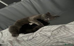 British Shorthair cats for sale: Beautiful British shorthair cross kittens  - Image 4