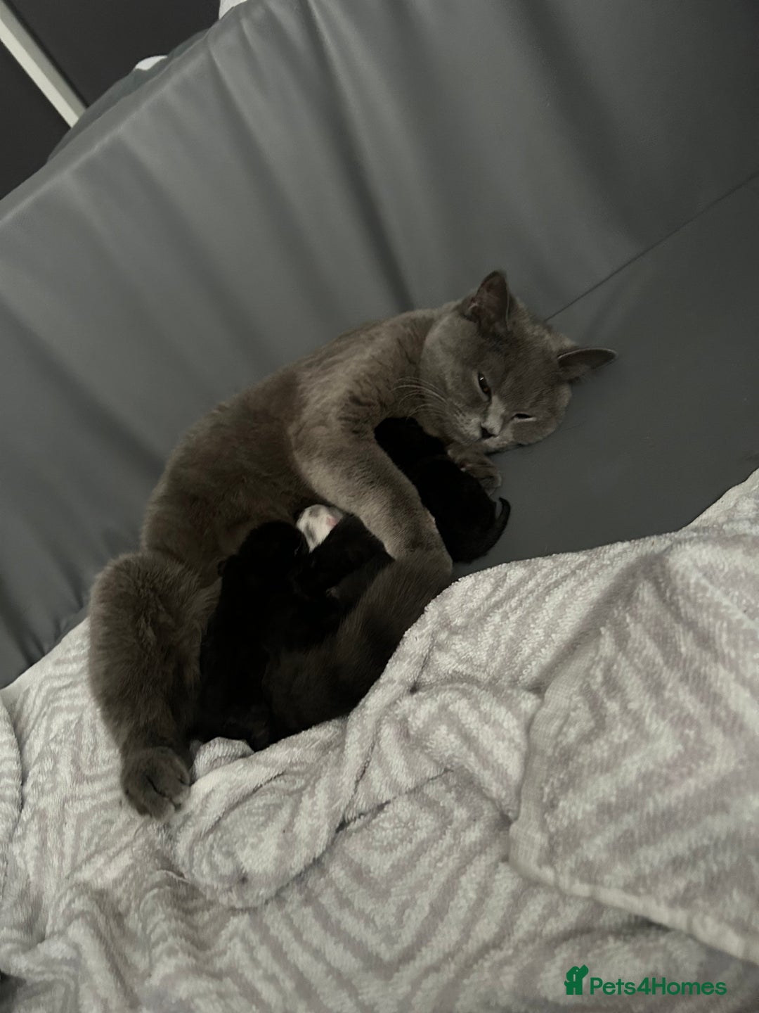 British Shorthair cats for sale: Beautiful British shorthair cross kittens  - Image 4