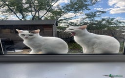 Domestic Shorthair cats for sale: Snow White sisters ❄️🥰 - Image 2
