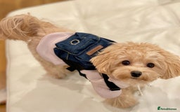 Maltipoo dogs for sale: Gorgeous Girl Ella 7 Months Old - Image 5