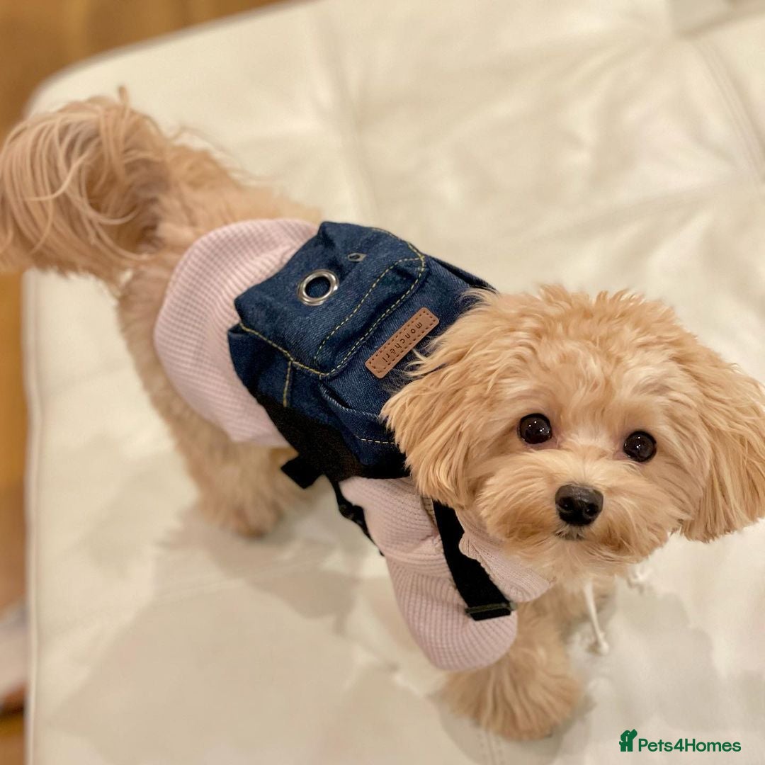 Maltipoo dogs for sale: Gorgeous Girl Ella 7 Months Old - Image 5