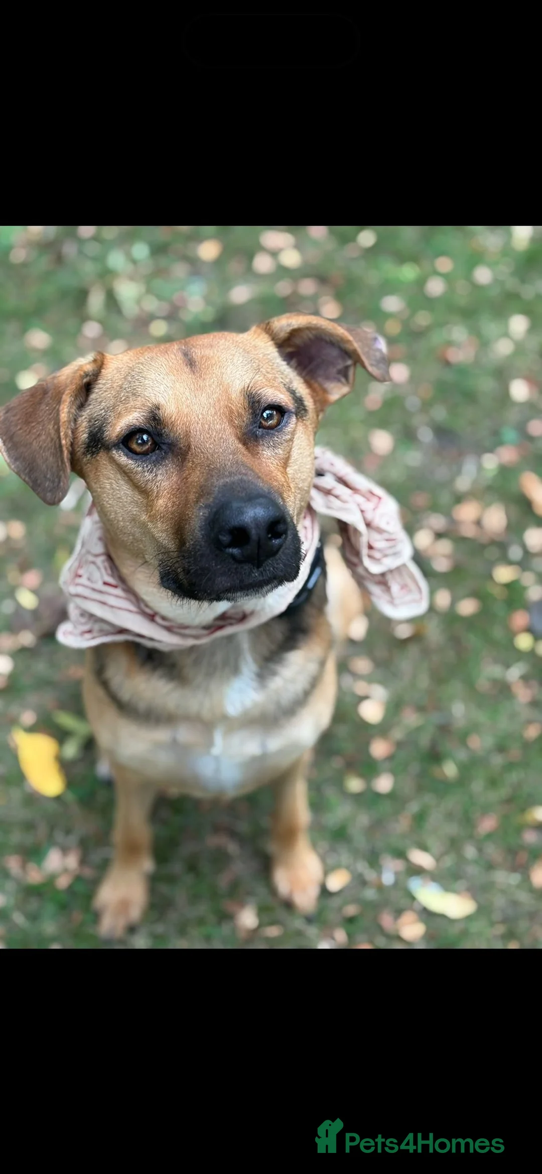 Mixed Breed dogs for sale: Amazing GSD mix for loving home - Advert 3