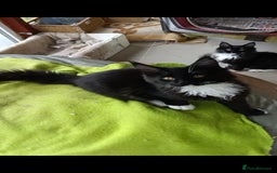 Maine Coon cats for sale: Maine-Coon kittens  - Image 26