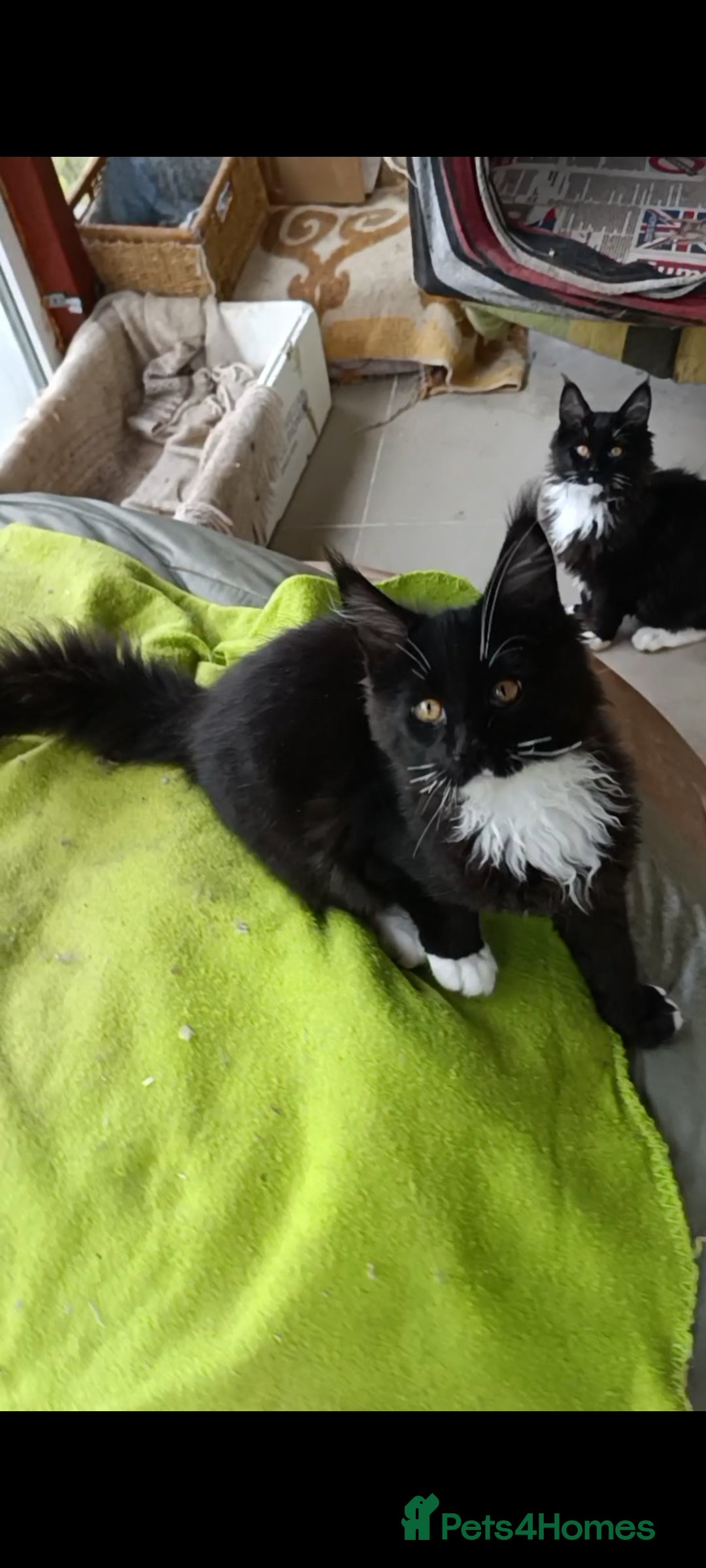 Maine Coon cats for sale: Maine-Coon kittens  - Image 26