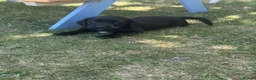 Cockerdor dogs for sale: 1 BEAUTIFUL COCKERDOR LEFT TO FIND FOREVER HOME - Advert 3