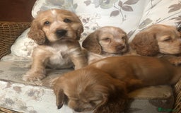 Cocker Spaniel dogs for sale: 4 stunning cocker spaniel puppies  - Image 8