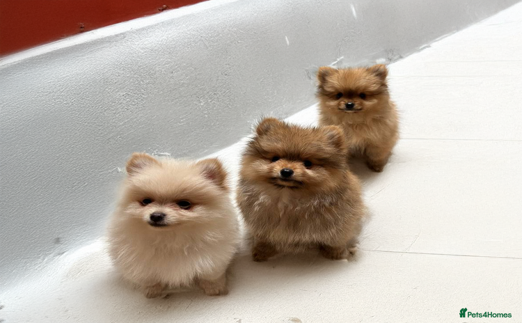 Pomeranian dogs - Advert 1