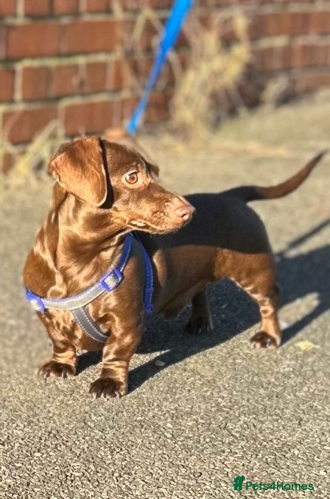 Miniature Dachshund dogs for stud: SOLID CHOCOLATE MINIATURE TINY DACHSHUND FOR STUD  - Advert 1