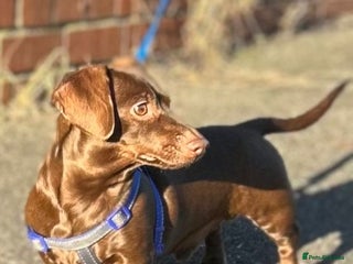 Miniature Dachshund dogs SOLID CHOCOLATE MINIATURE TINY DACHSHUND FOR STUD - Advert 23