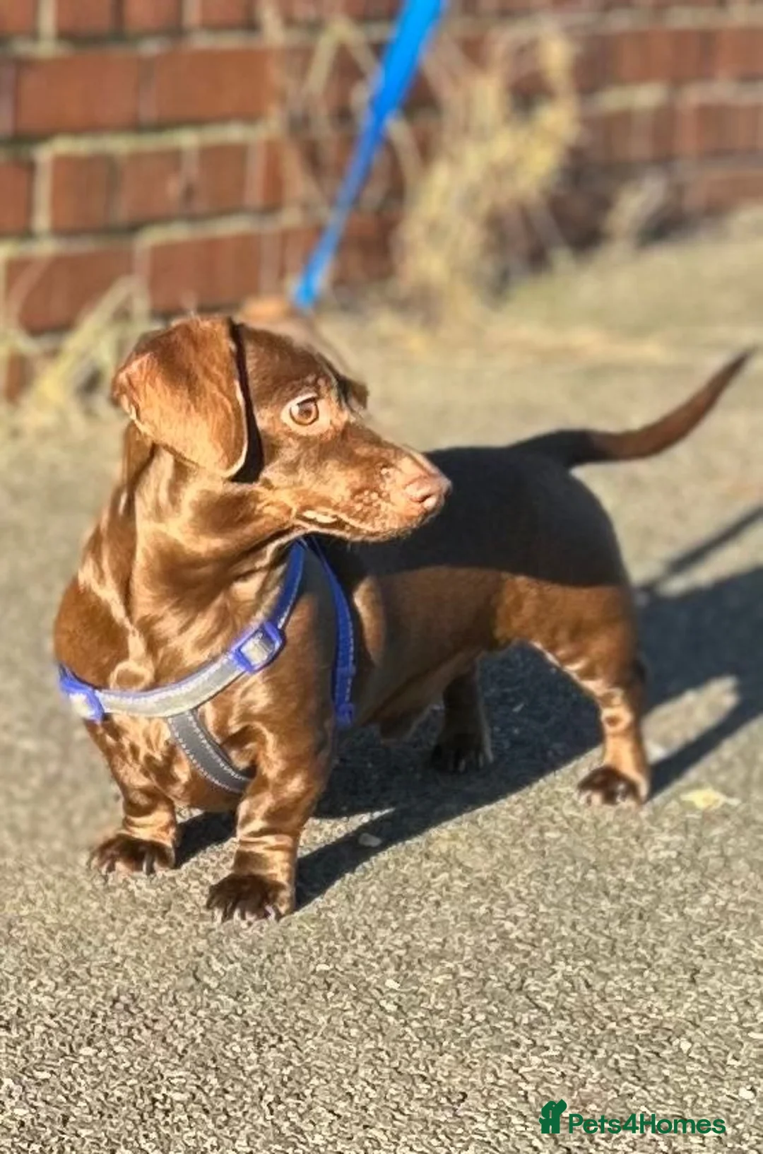 Miniature Dachshund dogs for stud: SOLID CHOCOLATE MINIATURE TINY DACHSHUND FOR STUD  - Advert 1