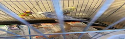 Budgerigars birds for sale: Pair of budgies plus cage and toys etc - Advert 2