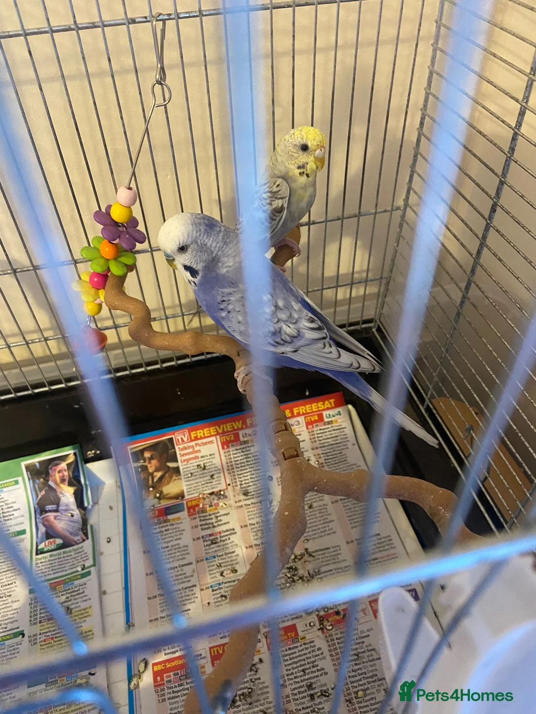 Budgerigars birds for sale: Pair of budgies plus cage and toys etc - Advert 2