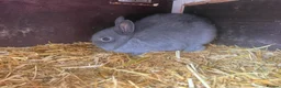Netherland Dwarf rabbits for sale: Two male Netherlands Dwarf Bunnies - Advert 1