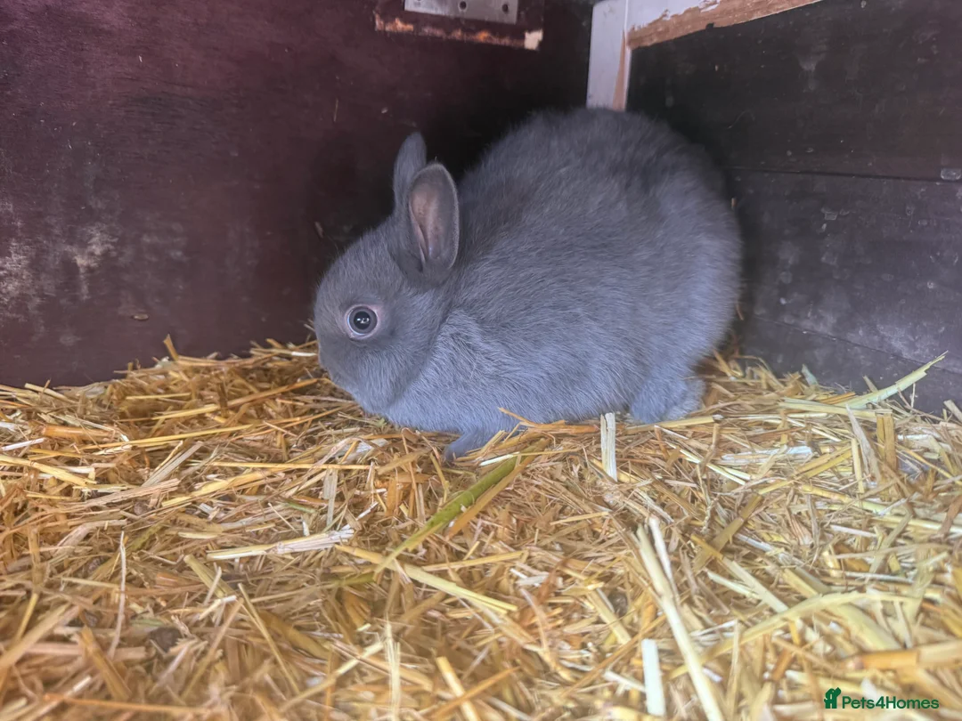 Netherland Dwarf rabbits for sale: Two male Netherlands Dwarf Bunnies - Advert 1